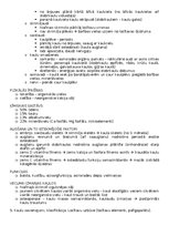 Konspekts 'Anatomija; ķermeņa uzbūves pamatprincipi', 4.