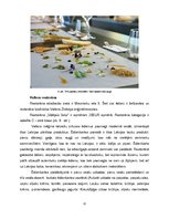 Referāts 'Latviešu nacionālo ēdienu klāsts, to pieejamība Vecrīgas restorānos', 22.