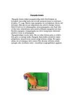 Referāts 'Papagaiļi', 3.