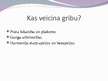 Prezentācija 'Prezentācija par gribu', 12.