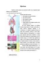 Konspekts 'Elpošana', 3.