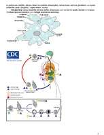 Konspekts 'Protistu valsts', 3.