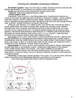 Konspekts 'Protistu valsts', 4.