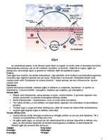 Konspekts 'Protistu valsts', 7.