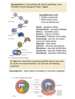 Konspekts 'Organismu vairošanās veidi (Dzīvnieki)', 2.