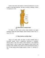 Referāts 'Piena dziedzeru audzēji kaķiem', 5.