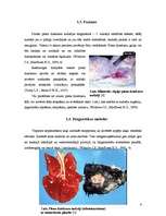 Referāts 'Piena dziedzeru audzēji kaķiem', 6.