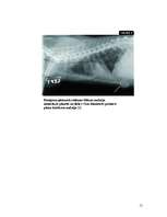 Referāts 'Piena dziedzeru audzēji kaķiem', 15.