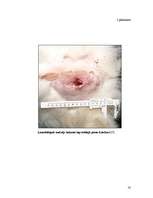 Referāts 'Piena dziedzeru audzēji kaķiem', 16.