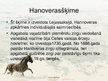 Prezentācija 'Zirgu audzēšana Latvijā', 11.