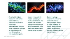 Prezentācija 'Molekulārie motori, to pielietojuma iespējas medicīnā', 8.