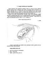 Konspekts 'Augļa novietojums dzemdībās', 1.