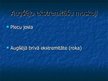 Prezentācija 'Ekstremitāšu muskuļi', 2.