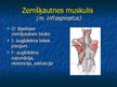 Prezentācija 'Ekstremitāšu muskuļi', 5.