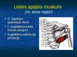 Prezentācija 'Ekstremitāšu muskuļi', 7.