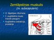 Prezentācija 'Ekstremitāšu muskuļi', 8.