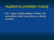 Prezentācija 'Ekstremitāšu muskuļi', 10.