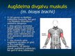 Prezentācija 'Ekstremitāšu muskuļi', 11.