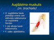 Prezentācija 'Ekstremitāšu muskuļi', 12.