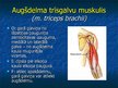 Prezentācija 'Ekstremitāšu muskuļi', 15.