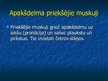 Prezentācija 'Ekstremitāšu muskuļi', 17.