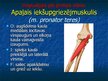 Prezentācija 'Ekstremitāšu muskuļi', 18.