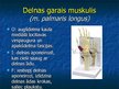 Prezentācija 'Ekstremitāšu muskuļi', 20.