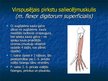 Prezentācija 'Ekstremitāšu muskuļi', 22.