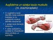 Prezentācija 'Ekstremitāšu muskuļi', 26.