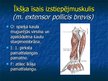 Prezentācija 'Ekstremitāšu muskuļi', 32.