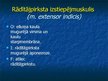 Prezentācija 'Ekstremitāšu muskuļi', 34.
