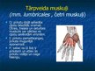 Prezentācija 'Ekstremitāšu muskuļi', 41.