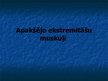 Prezentācija 'Ekstremitāšu muskuļi', 48.