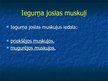 Prezentācija 'Ekstremitāšu muskuļi', 49.