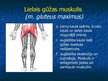 Prezentācija 'Ekstremitāšu muskuļi', 51.