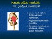 Prezentācija 'Ekstremitāšu muskuļi', 53.