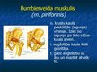 Prezentācija 'Ekstremitāšu muskuļi', 55.