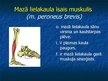 Prezentācija 'Ekstremitāšu muskuļi', 75.