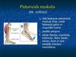 Prezentācija 'Ekstremitāšu muskuļi', 76.