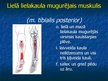Prezentācija 'Ekstremitāšu muskuļi', 77.