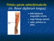 Prezentācija 'Ekstremitāšu muskuļi', 78.