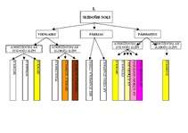 Konspekts 'Distanču slēpošanas pārvietošanās veidu klasifikācija', 1.
