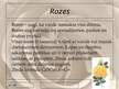 Prezentācija 'Rožu dzimta', 7.