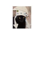 Konspekts 'Fokusa grupas dizaina apraksts', 4.