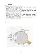 Referāts 'Krāsu psiholoģiskā ietekme jauniešu vecuma posmā', 52.