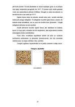 Konspekts 'Žāvētas gaļas ražošana', 24.