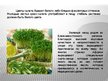 Prezentācija 'Влияние состава жидкости на рост кресс-салата', 3.