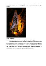 Referāts 'Karsta procesi Mamuta alas Nacionālajā parkā, ASV', 4.