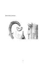 Referāts 'Latvijas iedzīvotāju nodarbošanās 5.-12.gadsimtā', 7.