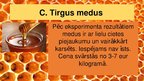 Prezentācija 'Medus analīze', 19.